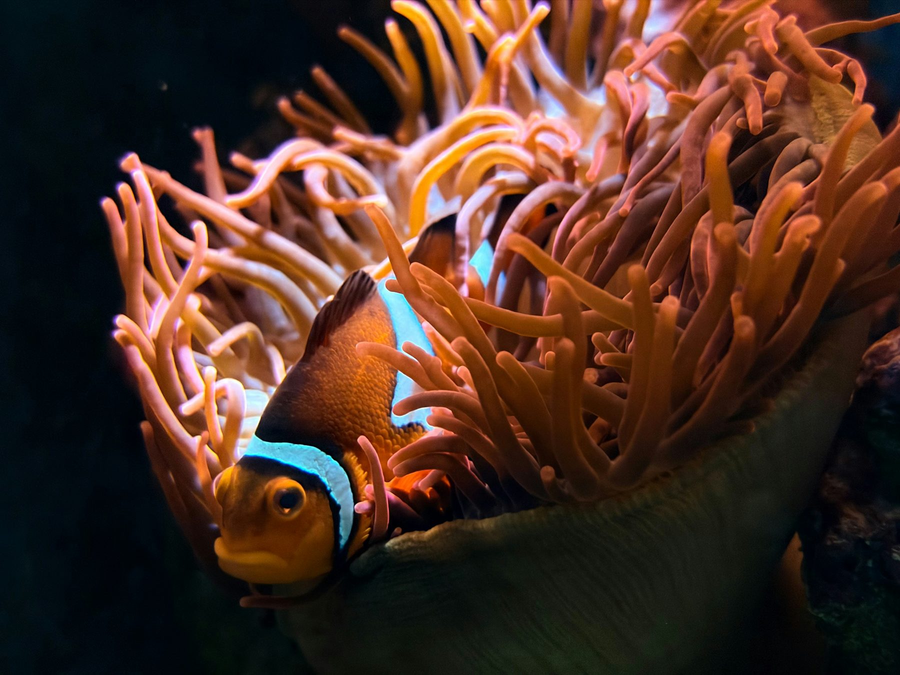 Biodiversitätsregulierung