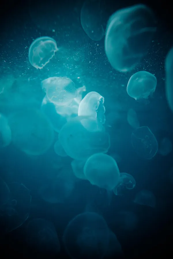 Jellyfish underwater